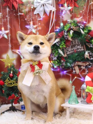 20231220はなちゃん